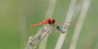 栖息在树枝上的红尾蜻蜓。
