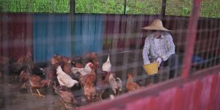 一名亚洲华人老人早上提着水桶在他的鸡舍喂鸡