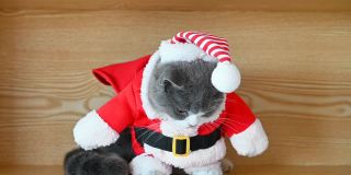 英国短毛猫穿着圣诞老人的衣服，用她的舌头清洁她的嘴