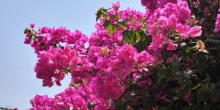 风中，粉红色的九重葛花映衬着蓝天