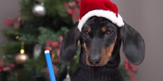 可爱的腊肠小狗戴着节日的帽子，穿着暖和的毛衣，在平安夜给圣诞老人写祝福的信或画贺卡给父母。房子为过节而装饰