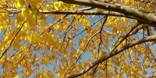 在加拿大多伦多的秋天，晒干的植物和树木随风摇曳