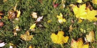 在加拿大多伦多的秋天，晒干的植物和树木随风摇曳