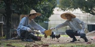 亚洲华人老人在他的农场鸡舍提水桶喂鸡在他的儿子每天早上例行