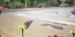黑脉金斑蝶在公园的黄花上飞舞