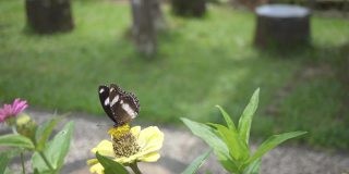 黑脉金斑蝶在公园的黄花上飞舞