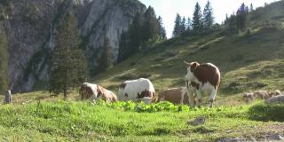牛在草地上吃草。农村景观