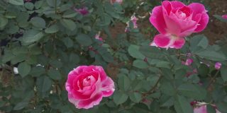 图为，在东京涩谷代代木公园的花坛上盛开的玫瑰。