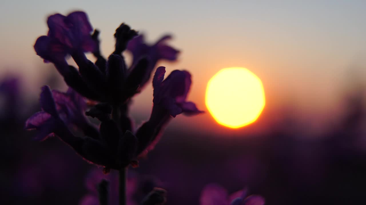日落时在田野里盛开的薰衣草。普罗旺斯,法国。关闭了。有选择性的重点。缓慢的运动。薰衣草花春天的背景与美丽的紫色颜色和散景灯