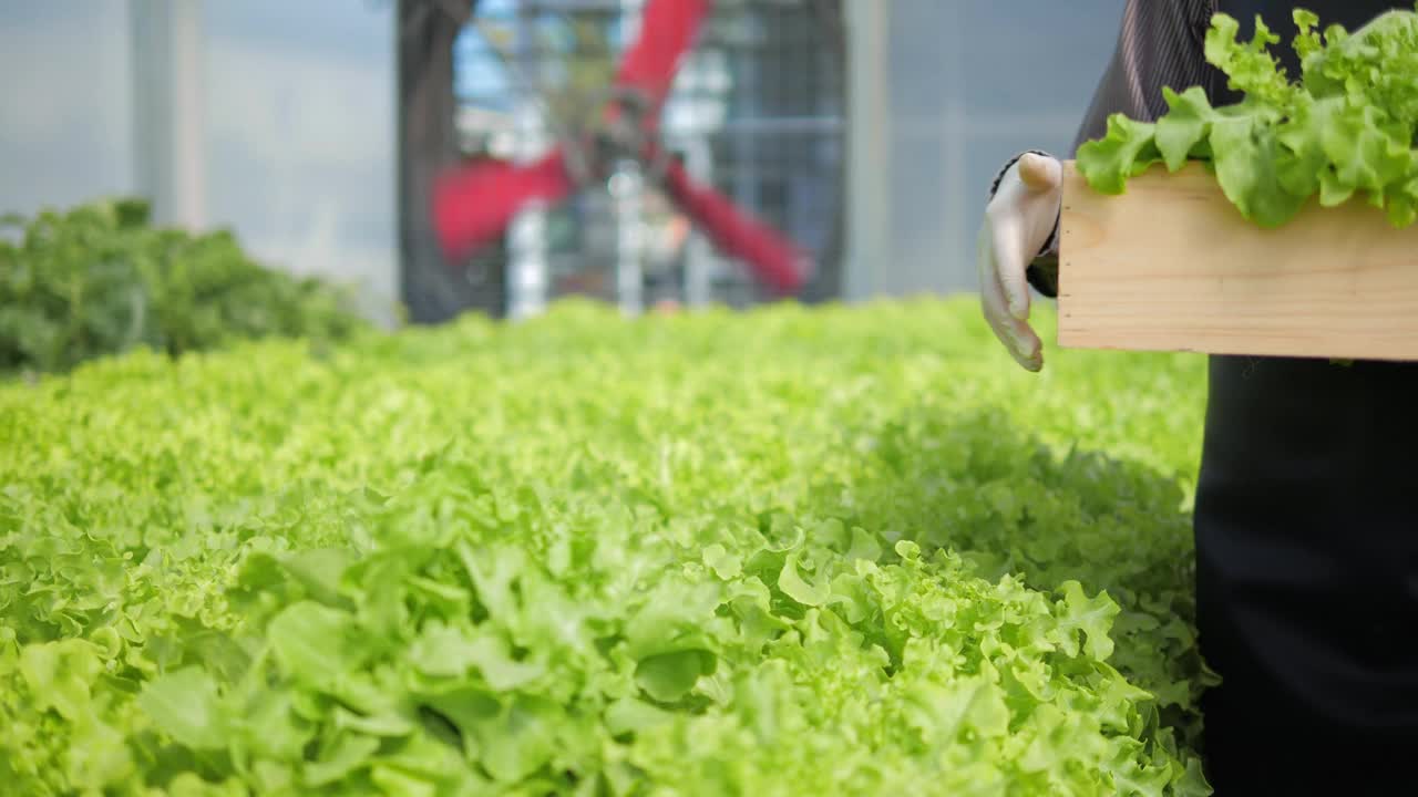 农民在水培大棚农场里抬着有机沙拉蔬菜箱，向消费者转发。农业业务。