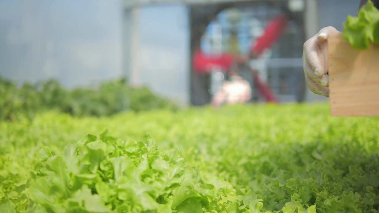 农民的手在收获绿色橡树蔬菜和走在水培温室农场的商店转发给消费者。农业业务。