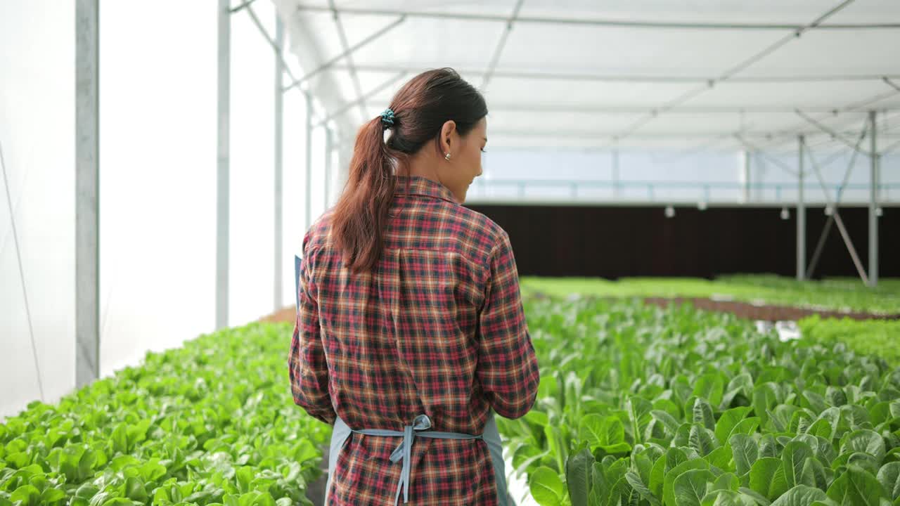 亚洲女农民在大棚农场检查有机水培菜园的数量和质量。有机蔬菜种植在水，农业业务。