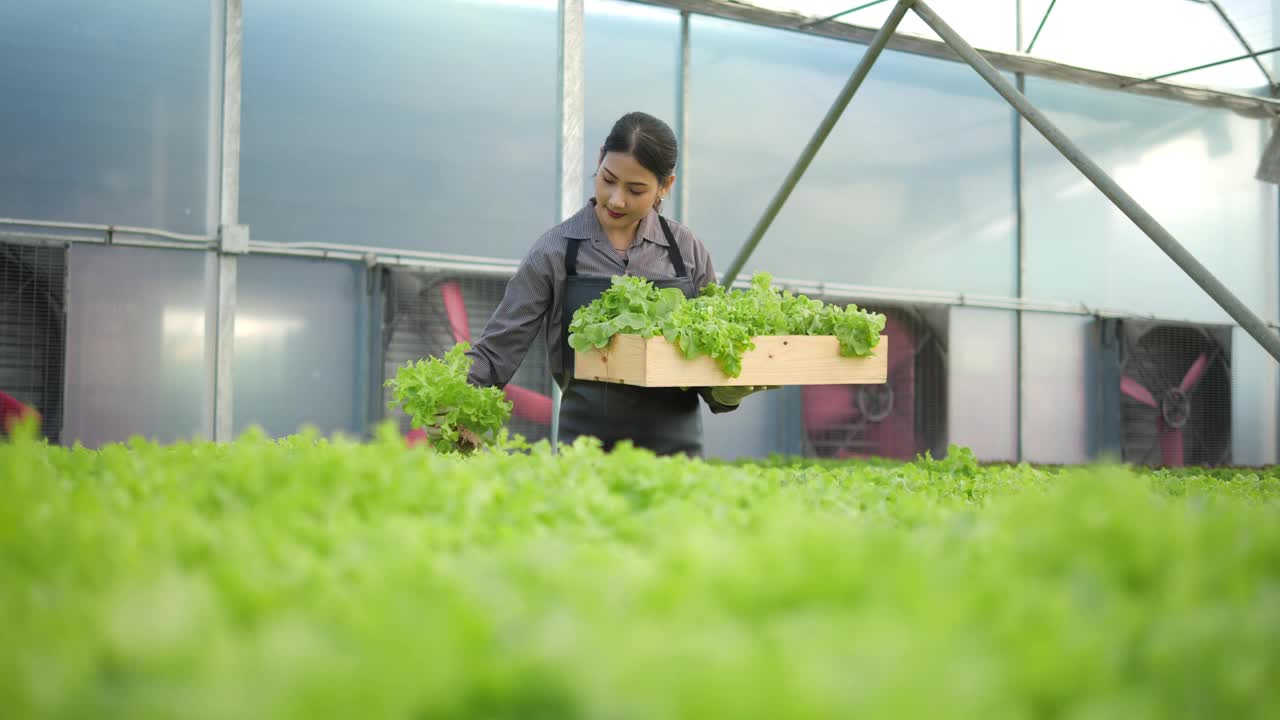 亚洲女农民扛着一箱在水培大棚农场收获的有机蔬菜沙拉，将蔬菜转发给消费者。农业业务。