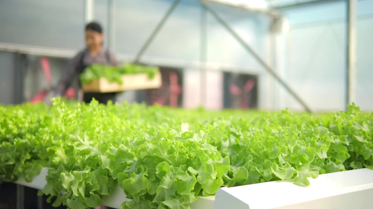 有机绿色橡树生菜田或沙拉与农民收获水培温室，概念水培农业。
