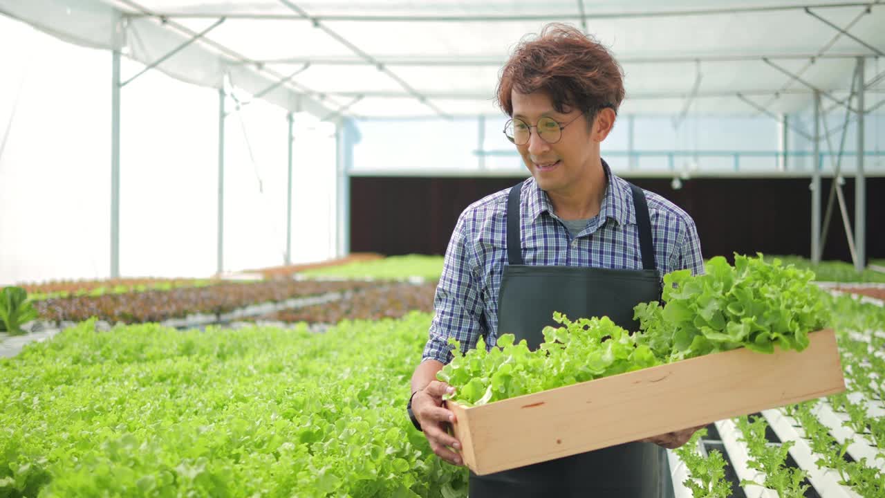 一位亚洲农民在一个水培蔬菜农场工作