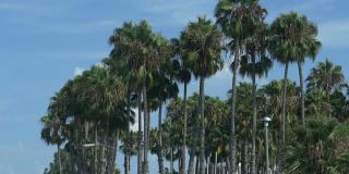 加州棕榈树上的汽车POV，慢镜头180fps