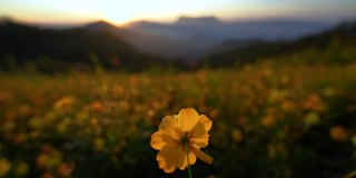 黄色的花与日出的清晨时间在山上