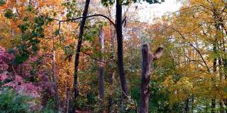 秋天的后院树木繁茂的Hyperlapse