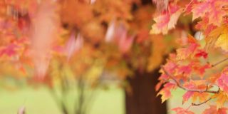 在秋天，一把树叶从天空落下或被落下，落在一棵五颜六色的红、黄、橙叶糖枫树的树枝旁。
