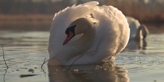 在一个美丽的春天早晨，一只美丽的白天鹅漂浮在湖面上。金色的小时。