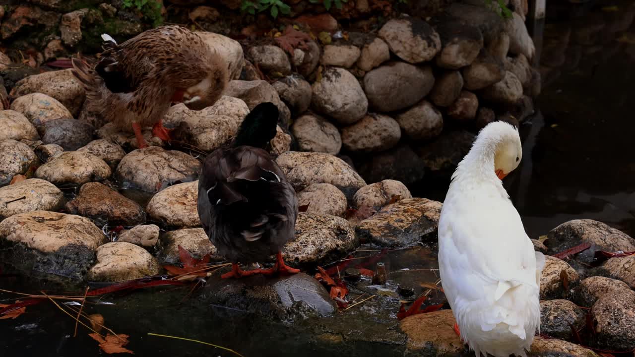 池塘里的可爱鸭子