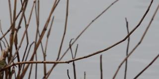 树枝上的糠，毛竹，鸟，食虫鸟，