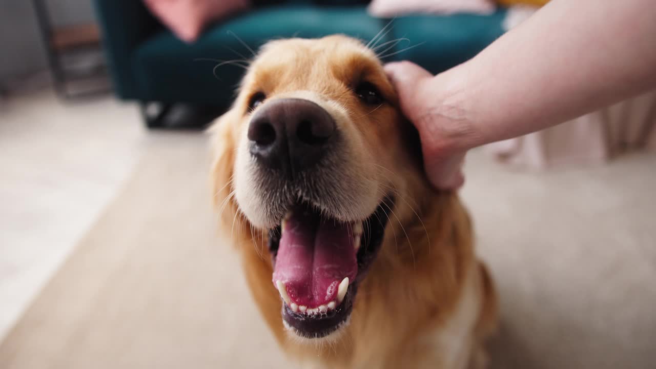 特写金毛猎犬坐在客厅的地板上。男主人抚摸着他的金毛猎犬。一个人用手抚摸着狗的头。快乐的动物朋友，小狗在家里放松