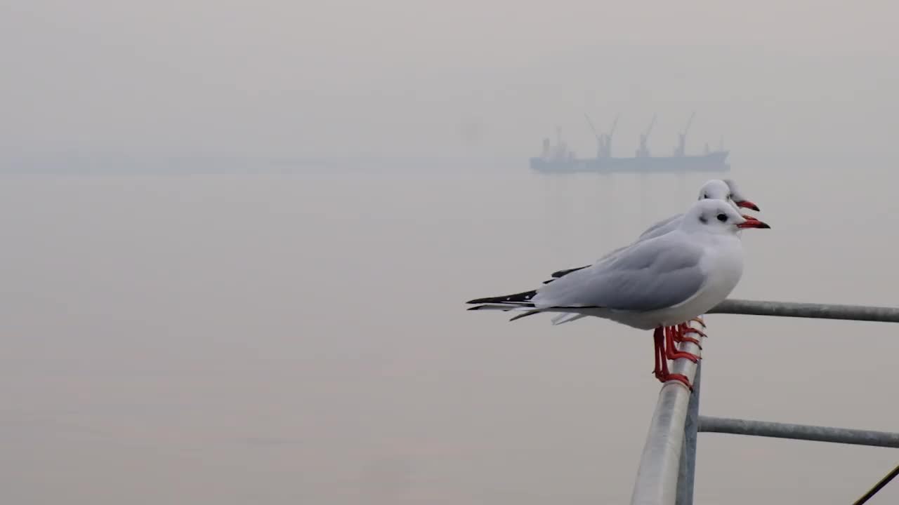 海鸥在雾天栖息在栏杆上。