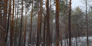 在一场小雪中，松树林的一部分