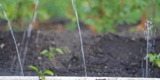 农业中的滴灌。有机种植天然蔬菜产品。蔬菜生长。花园的滴灌管上有从阀门上滴下的水滴。浇花园。园艺