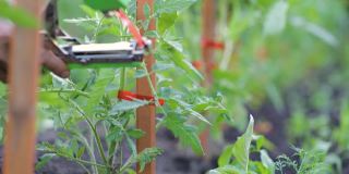 胶带工具适用于将各种植物固定在木桩或棚架上，可固定番茄、黄瓜、葡萄、辣椒等植物的藤本。手把机器。农业