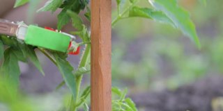 胶带工具适用于将各种植物固定在木桩或棚架上，可固定番茄、黄瓜、葡萄、辣椒等植物的藤本。手把机器。农业