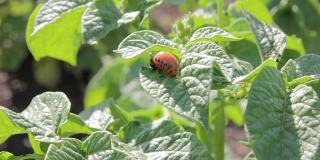 马铃薯丛上的科罗拉多马铃薯甲虫幼虫特写镜头。花园里的害虫控制。昆虫摧毁农作物。科罗拉多甲虫幼虫-农业害虫。