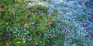 草地上的霜。在秋天的公园里拍摄。