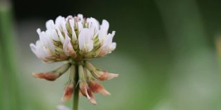 野生动物宏。白色三叶草花在绿色田野模糊的背景特写。自然背景。景观,自然,夏天。