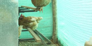 农家女孩戴着口罩进入鸡舍收集当日的鸡蛋