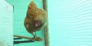 谷仓里的单身母鸡在移动时，站在她的蛋的前面