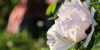 蜜蜂在花园里的牡丹上采花粉。授粉的花朵。