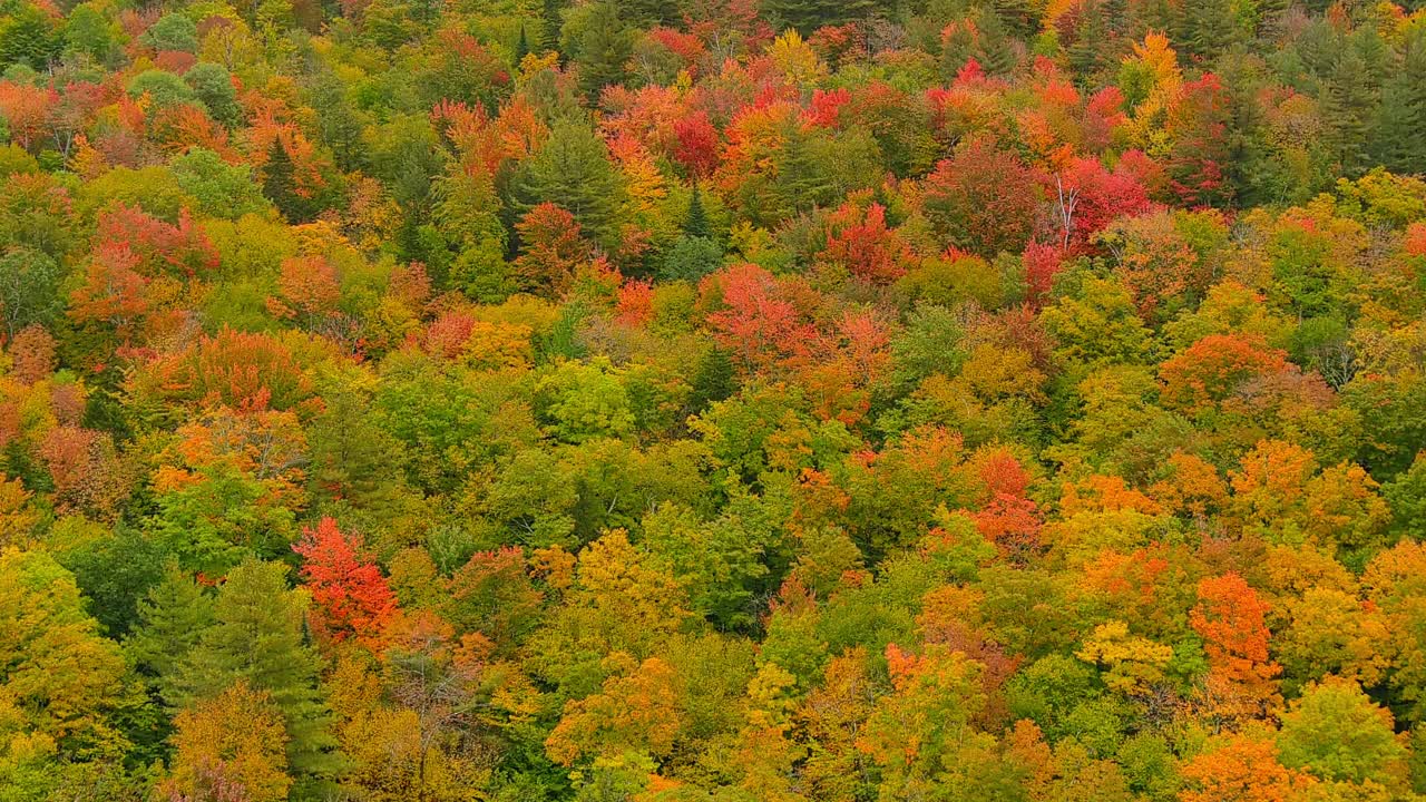 新英格兰秋季树木的鸟瞰图。