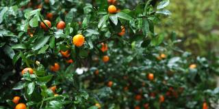 雨后绿叶间的成熟橘子