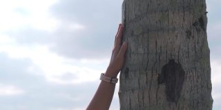 一名女游客在公园里抚摸树干。人类关心自然和环境。