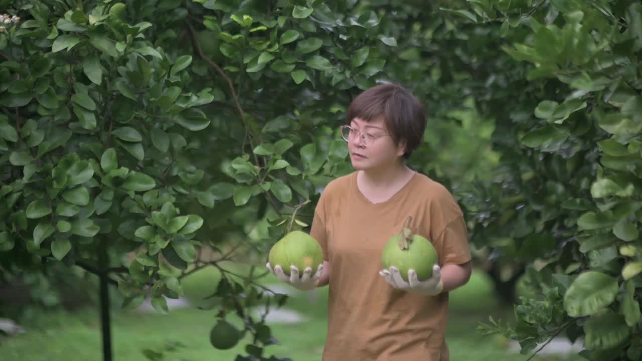 满意的亚洲中国女农民采摘柚子从果树在她的种植园装载在独轮车收获