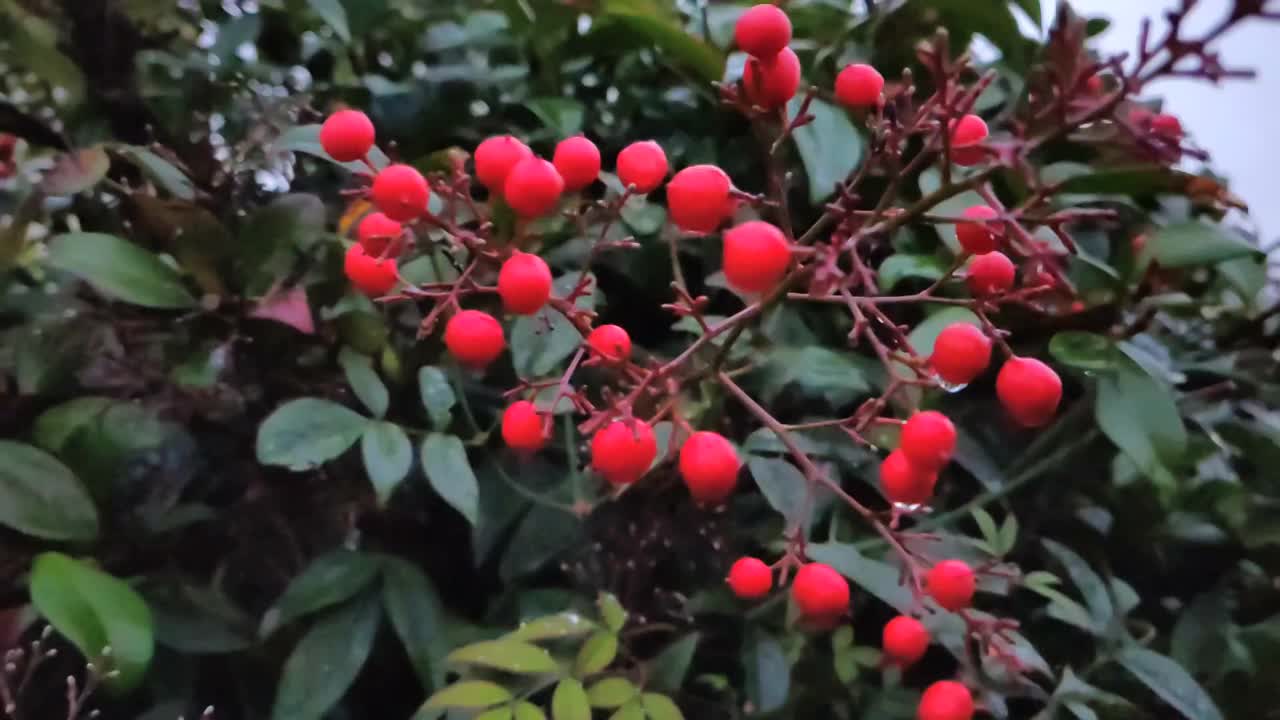 篱笆植物Pyracantha coccinea 'Red Column'，使用慢动作技术拍摄。