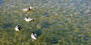 在一个阳光明媚的日子里，鸭子在一条清澈的河里游泳