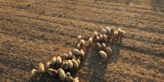 田野里的一群羊