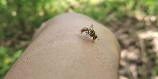 在手的皮肤上爬行的小甲虫