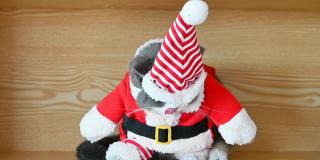 一只滑稽的圣诞老人装扮的猫，她的眼睛被帽子遮住了