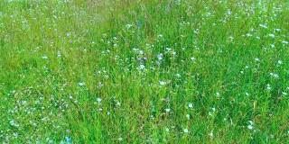 雏菊在夏天的绿色田野。春天草地上的白色小飞蓬