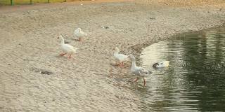 在阿联酋阿布扎比的公共公园里，鸭子在池塘里清洗自己
