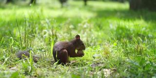 一只松鼠正坐在森林里的绿草地上，试图打开一个核桃壳。